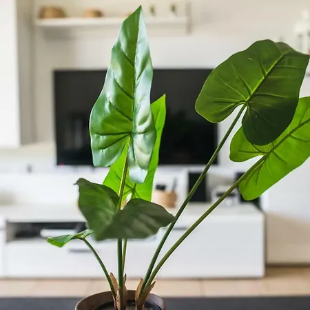 Sueno فيلة كوراليهو