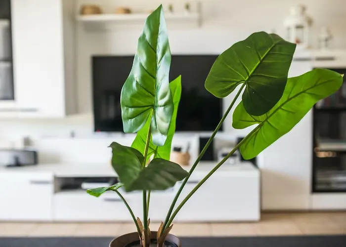 Sueno فيلة كوراليهو